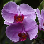 massaggio di coppia con olio ai minerali termali e orchidea selvatica