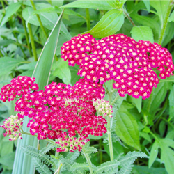 raccolta achillea al villaggio della salute più